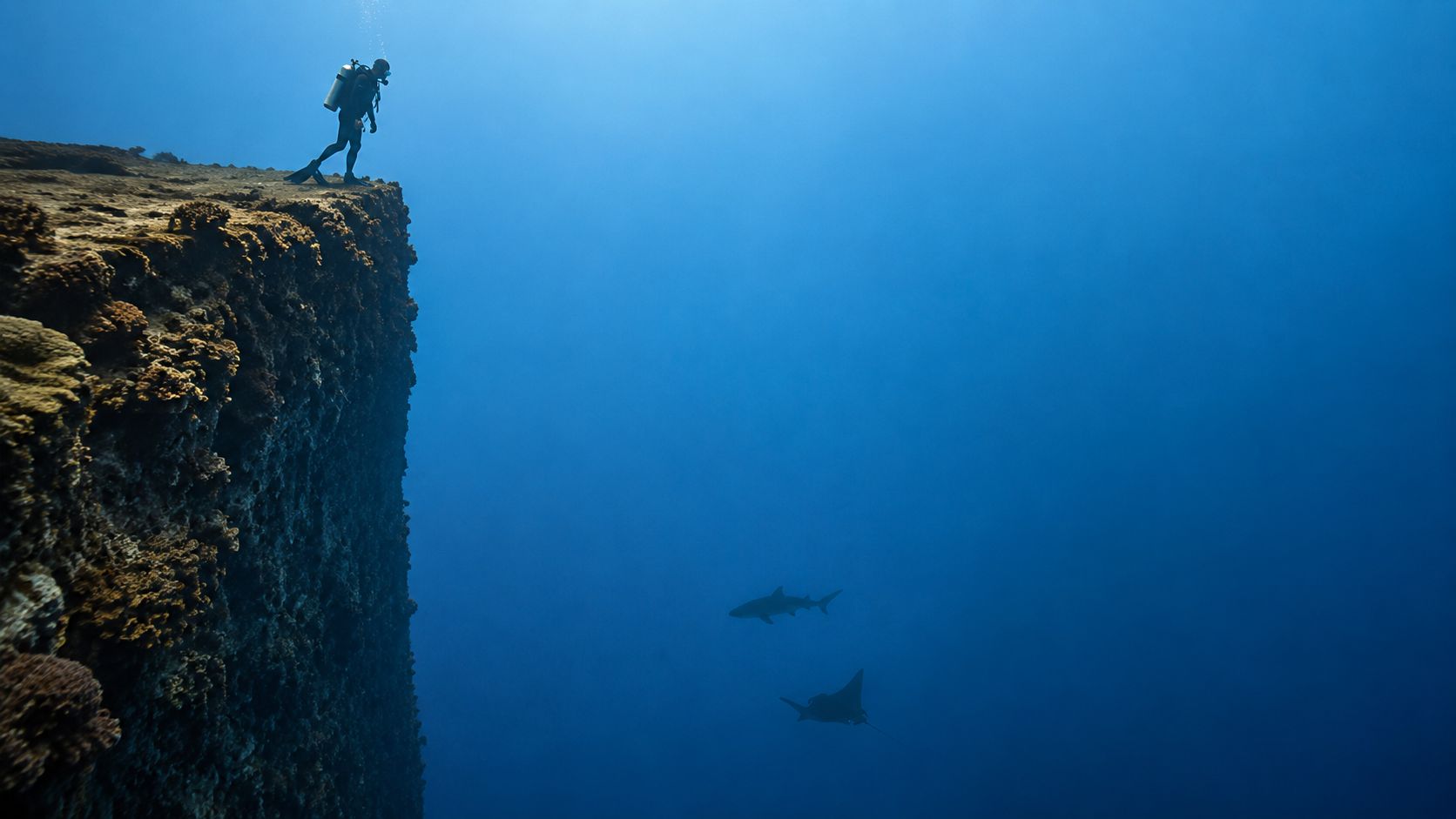 A scuba diver stands on the edge of a deep underwater coral reef drop-off in the ocean.