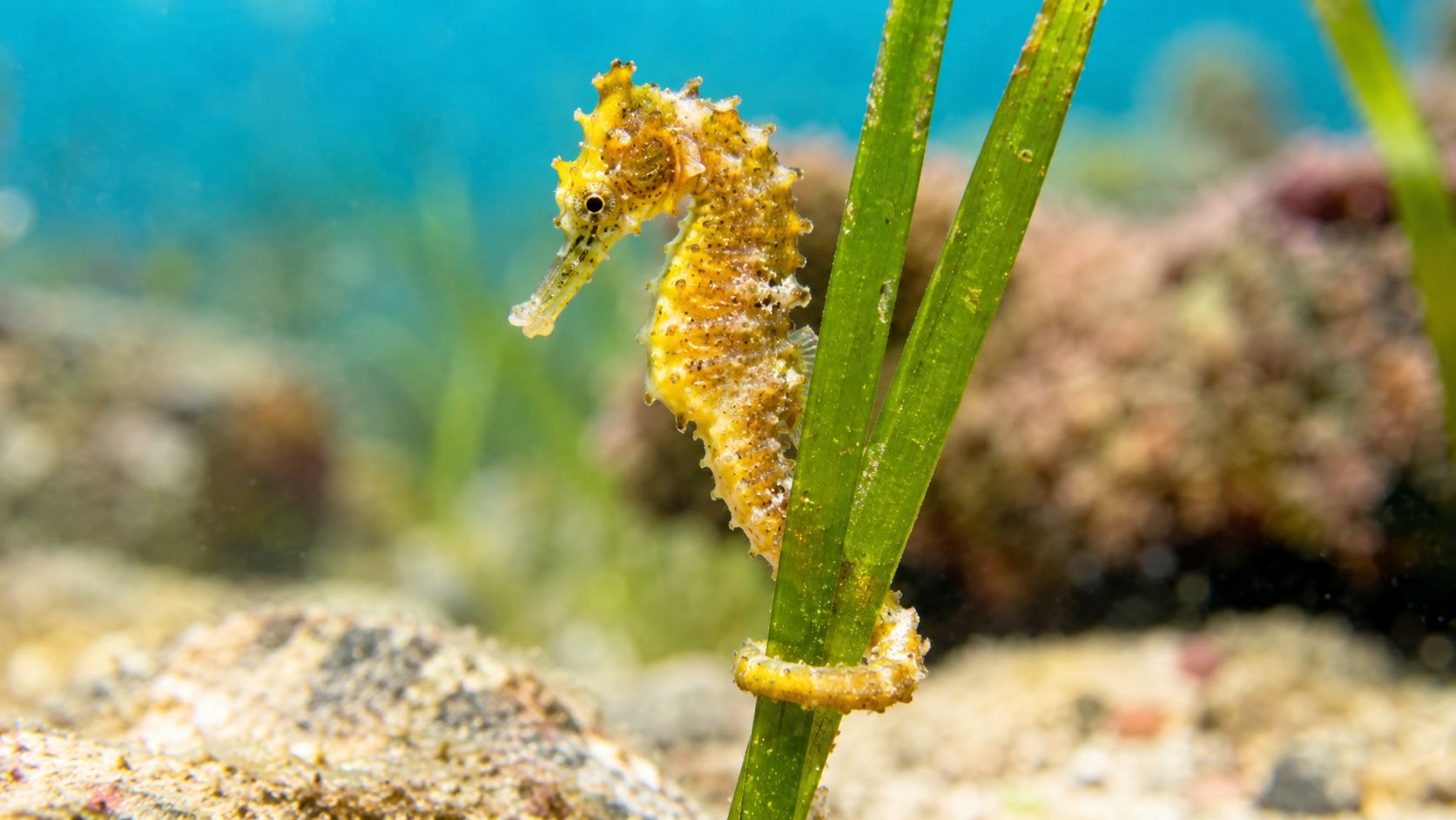 A yellow seahorse holding onto a blade of seagrass in the clear blue Caribbean ocean.