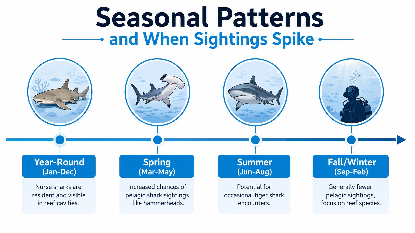 An infographic showing seasonal patterns and peak times for shark sightings in Cozumel, Mexico.