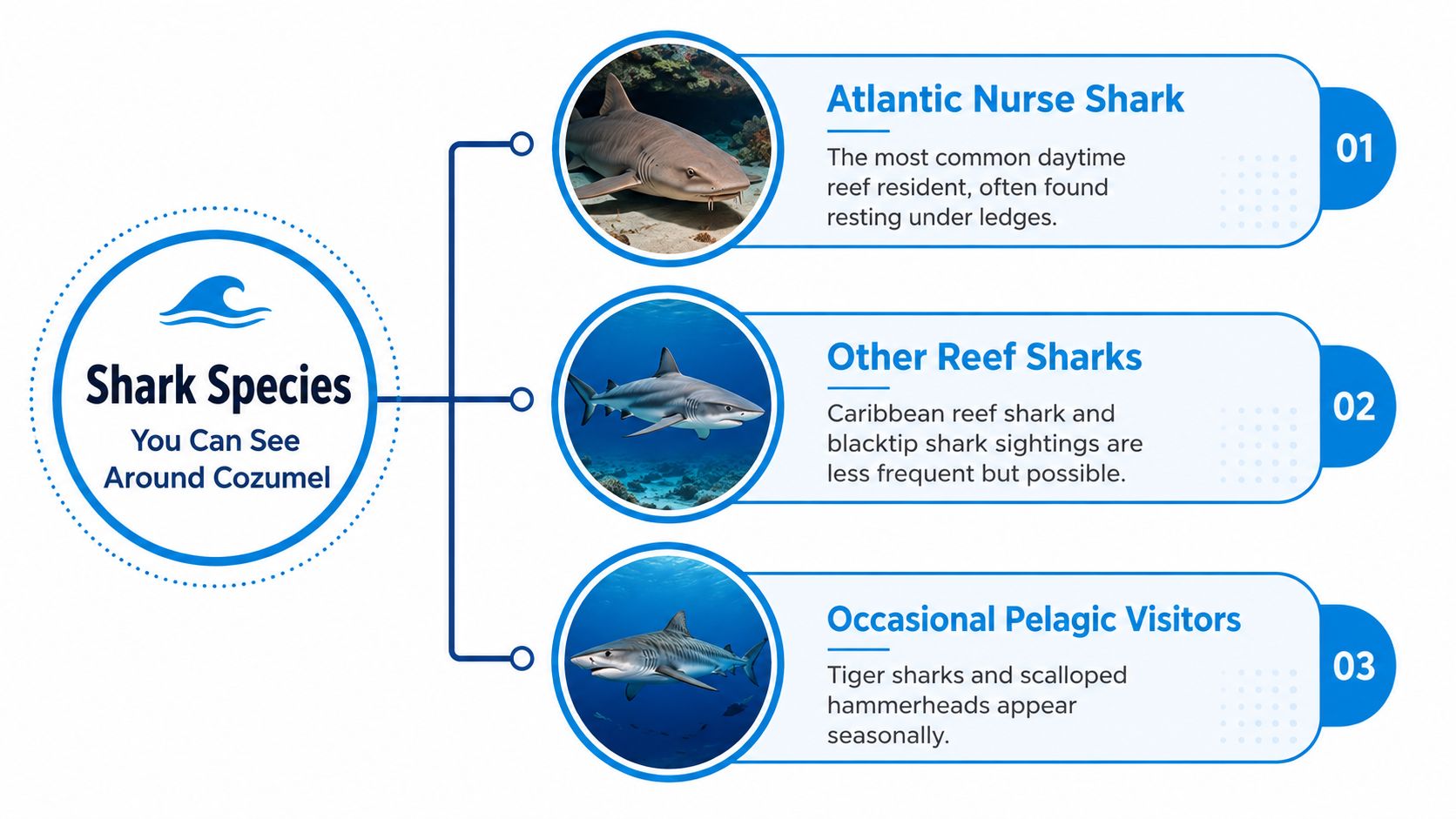An infographic showing three common categories of sharks found in the waters around Cozumel, Mexico.